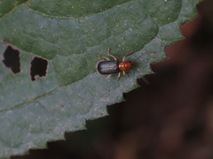 Trichobalya bowringii