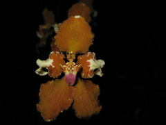 Cyrtochilum