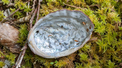 Haliotis kamtschatkana