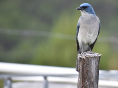 Aphelocoma wollweberi