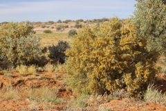 Acacia georginae