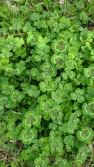 Trifolium subterraneum