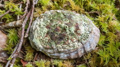 Haliotis kamtschatkana