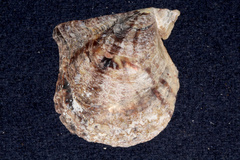 Pinctada