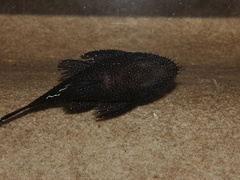 Ancistrus dolichopterus