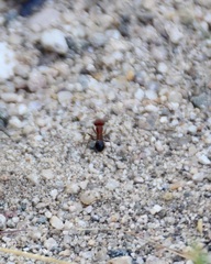 Pogonomyrmex bicolor
