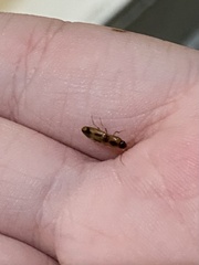 Aeolus mellillus