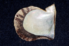 Pinctada