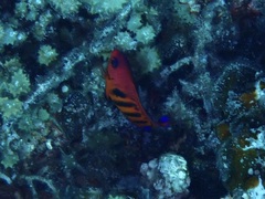 Centropyge loriculus