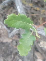 Quercus berberidifolia
