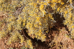 Acacia georginae