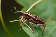 Rhabdoscelus lineaticollis