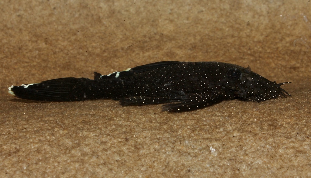 Ancistrus voile (Ancistrus dolichopterus)