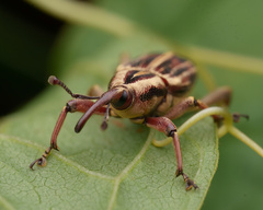 Rhabdoscelus lineaticollis