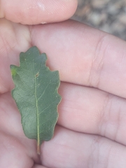 Quercus berberidifolia