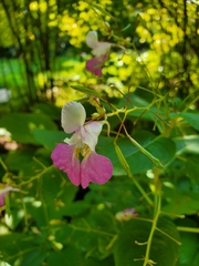 Impatiens balfourii