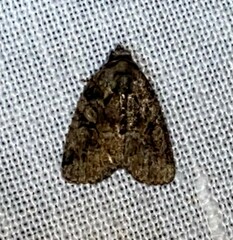 Pseudeustrotia indeterminata