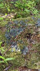 Peltigera