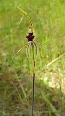 Caladenia verrucosa