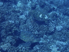 Eretmochelys imbricata