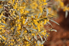 Acacia georginae