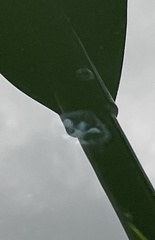 Craspedacusta sowerbii