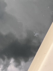 Craspedacusta sowerbii