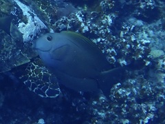 Ctenochaetus striatus