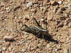 Melanoplus bivittatus