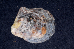 Pinctada