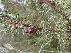 Hakea decurrens