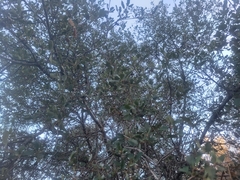 Quercus berberidifolia