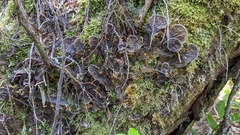 Peltigera