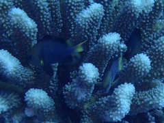 Dascyllus flavicaudus