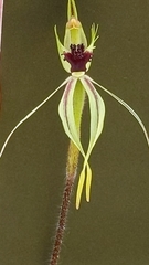 Caladenia verrucosa