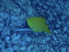 Forcipiger flavissimus