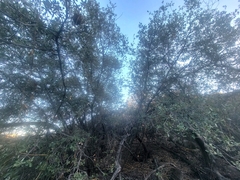 Quercus berberidifolia
