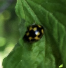 Propylea quatuordecimpunctata