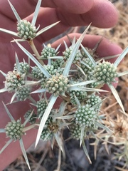 Eryngium glomeratum