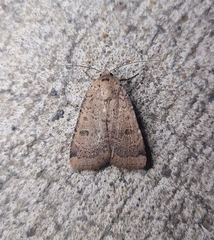 Abagrotis cupida