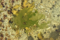 Ulva lactuca