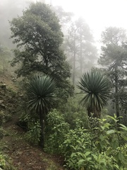 Furcraea parmentieri