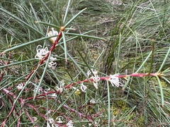 Hakea decurrens