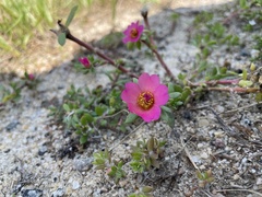 Portulaca amilis