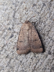 Abagrotis cupida