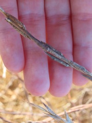 Sisymbrium officinale