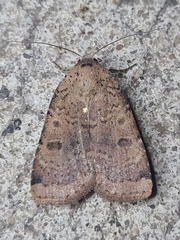 Abagrotis cupida