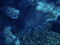 Acanthaster planci