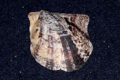 Pinctada