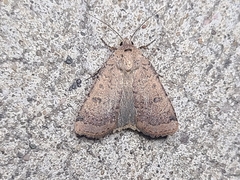 Abagrotis cupida